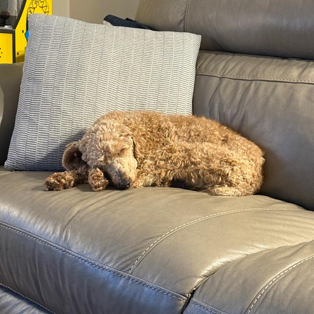 Juniper "Junie", Adoptable, Adult Female Poodle.