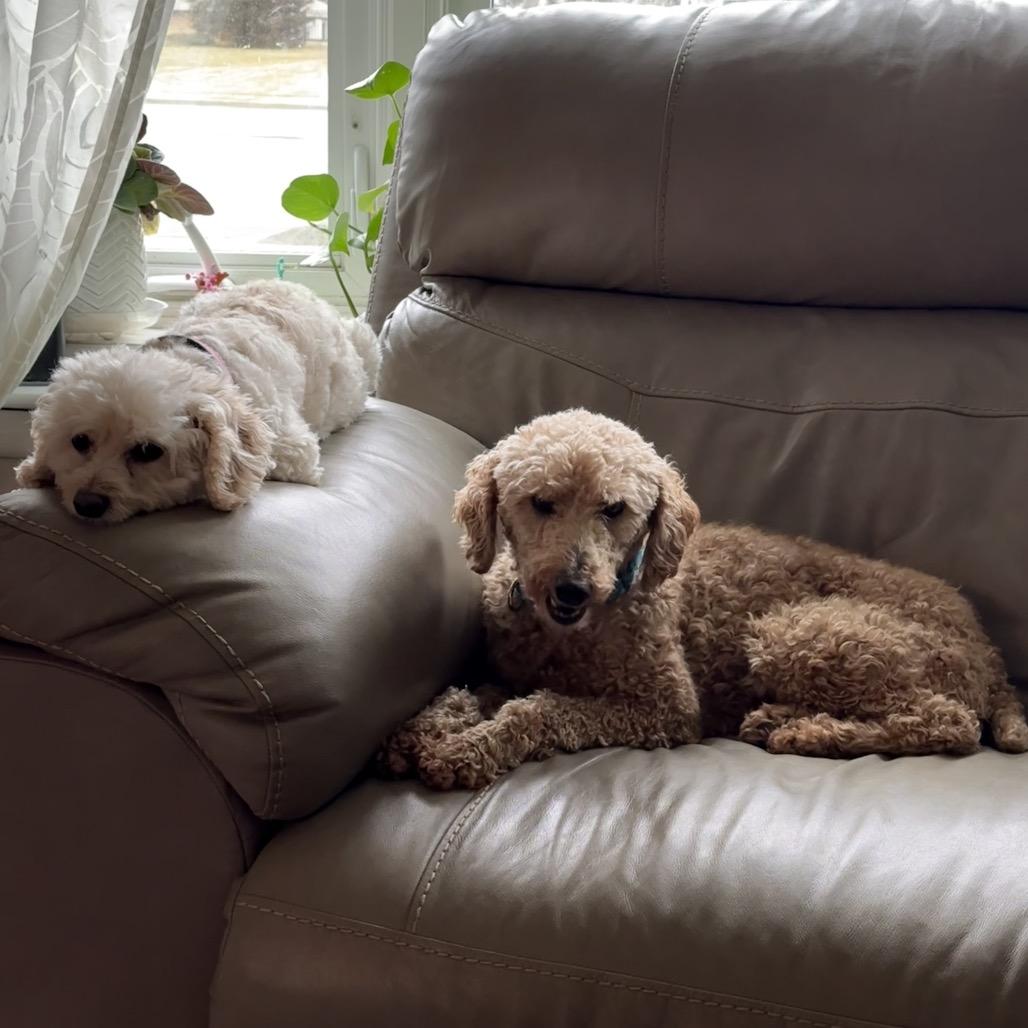 Enlarge Juniper "Junie", a Adoptable Poodle in Sinking Spring, PA image 2/6