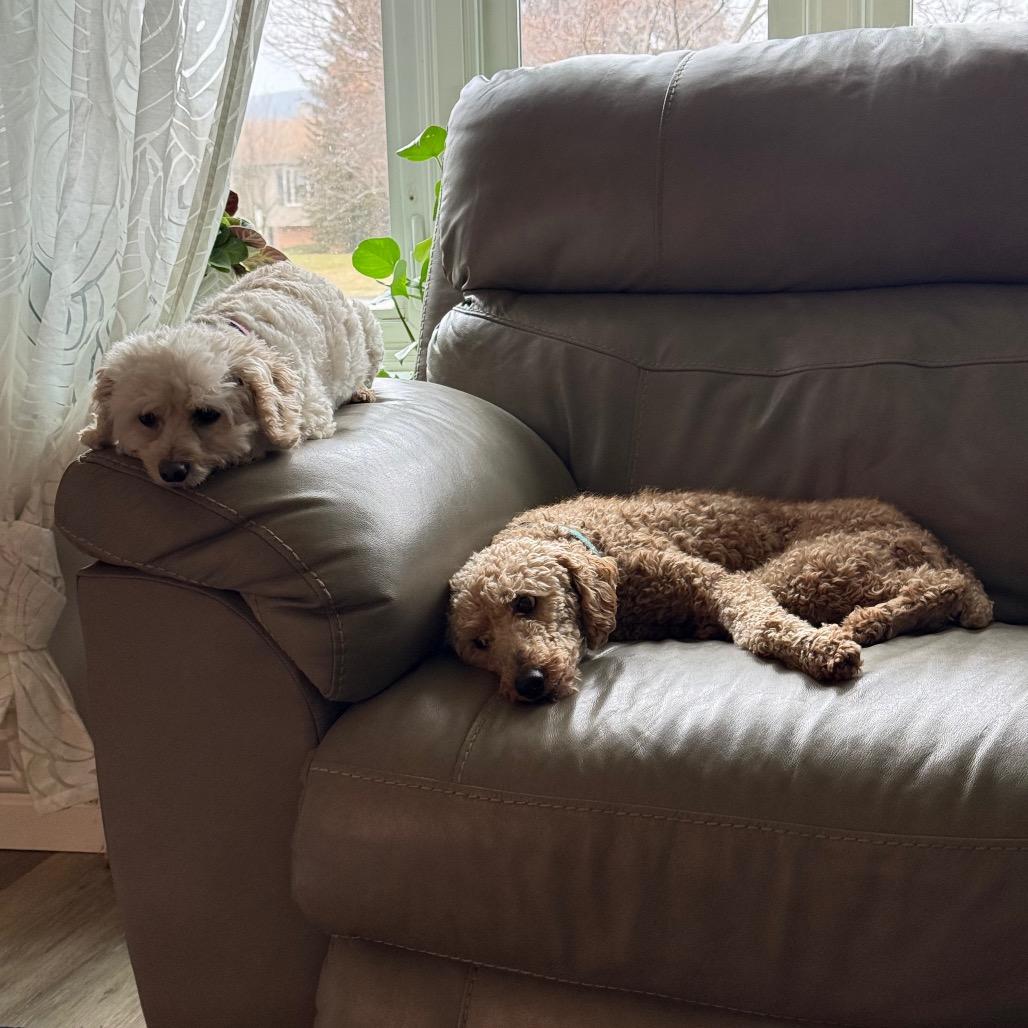 Enlarge Juniper "Junie", a Adoptable Poodle in Sinking Spring, PA image 3/6