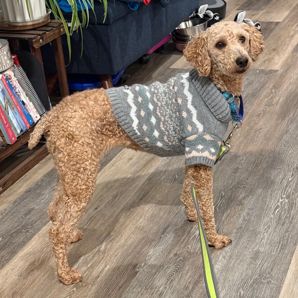 Enlarge Juniper "Junie", a Adoptable Poodle in Sinking Spring, PA image 5/6