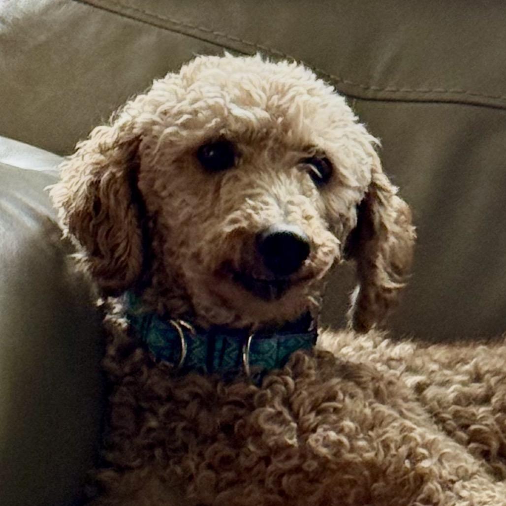 Enlarge Juniper "Junie", a Adoptable Poodle in Sinking Spring, PA image 6/6