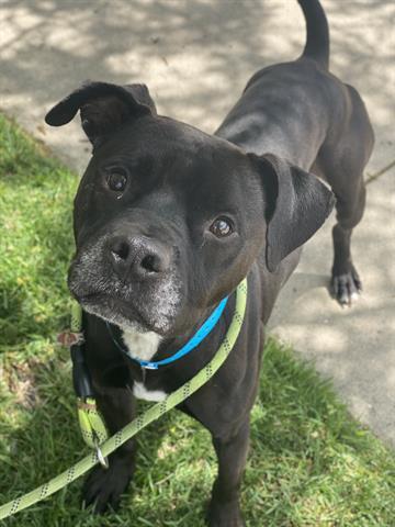 Enlarge KING, a Adoptable mixed breed in Dayton, OH image 1/1