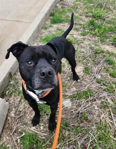 Enlarge KING, a Adoptable mixed breed in Dayton, OH image 1/1