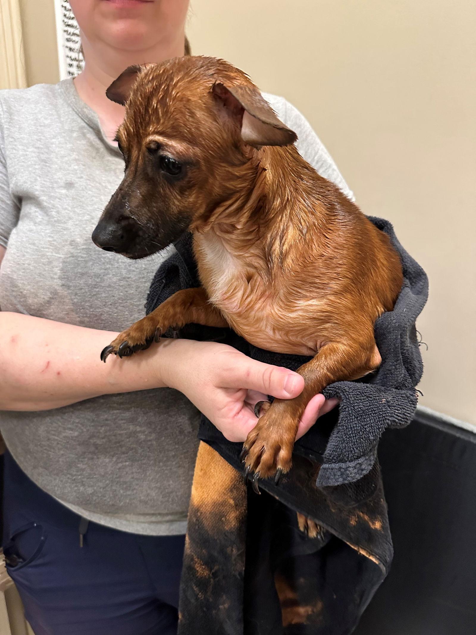 Stitch, Adoptable, Young Female Dachshund.