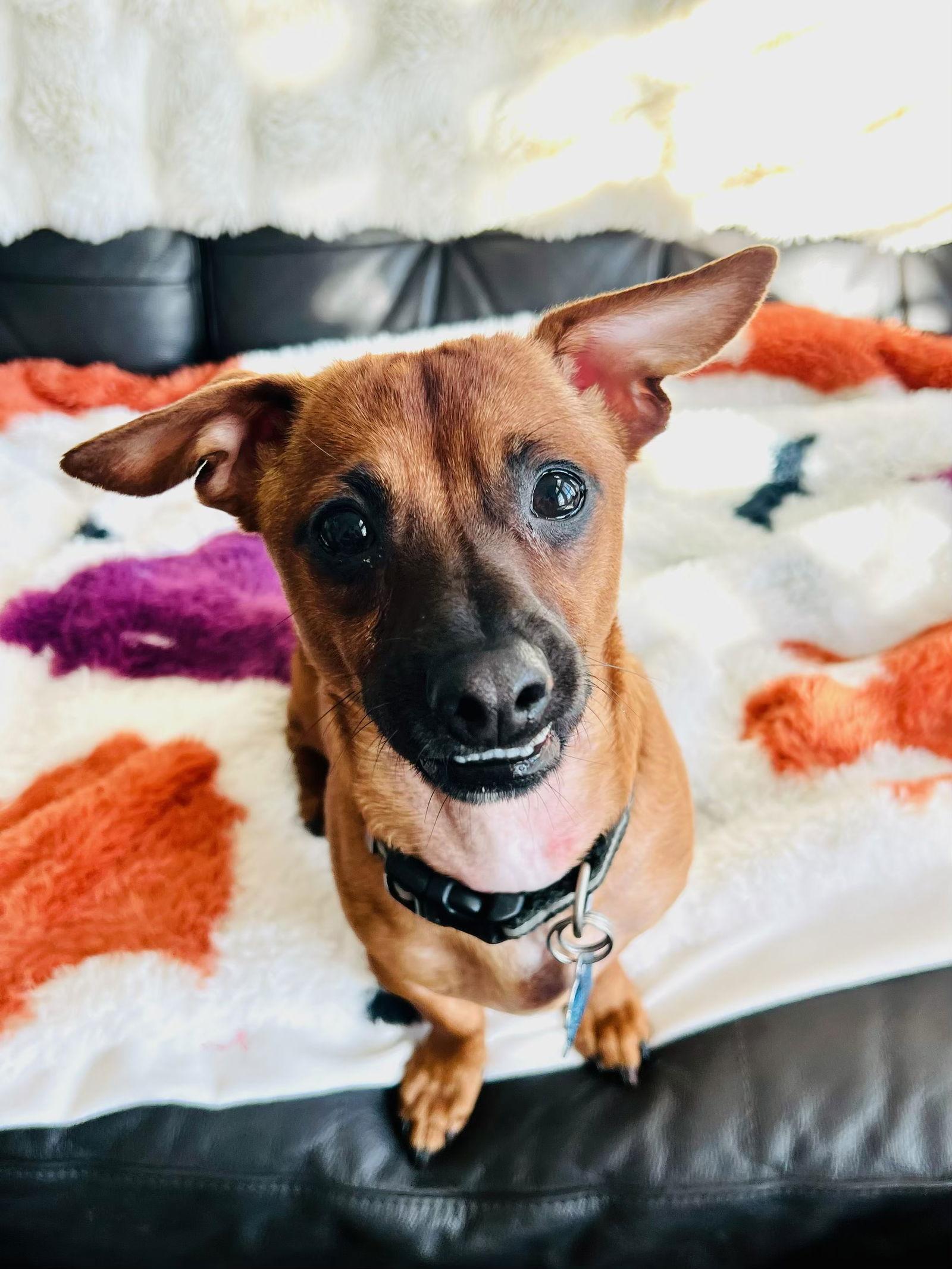 Stitch a/k/a Stitchy, Adoptable, Young Female Dachshund.