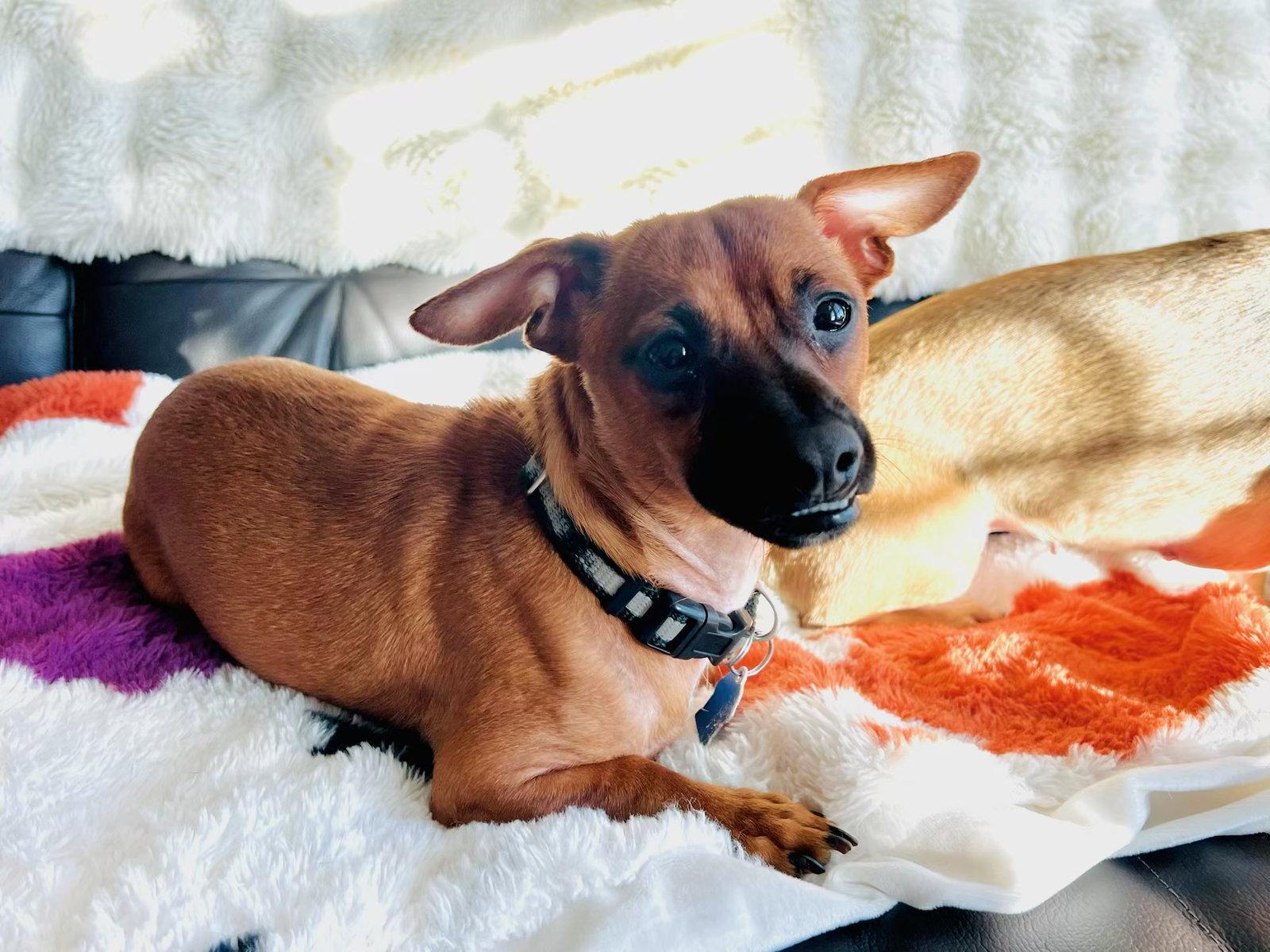 Enlarge Stitch a/k/a Stitchy, a Adoptable Dachshund in Pearland, TX image 2/3