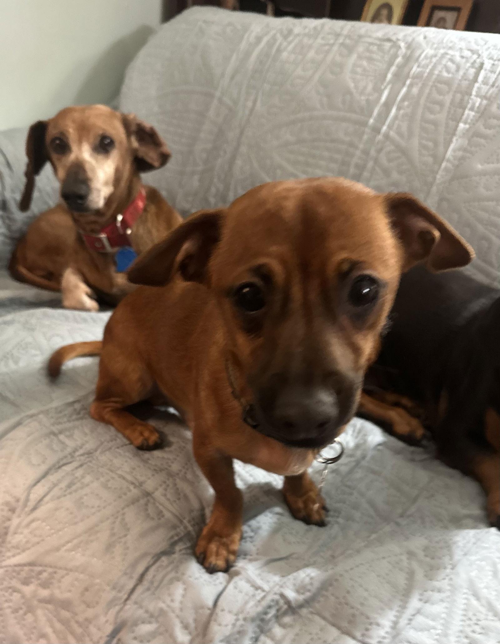 Stitch, a Adoptable Dachshund in Pearland, TX image 2/3