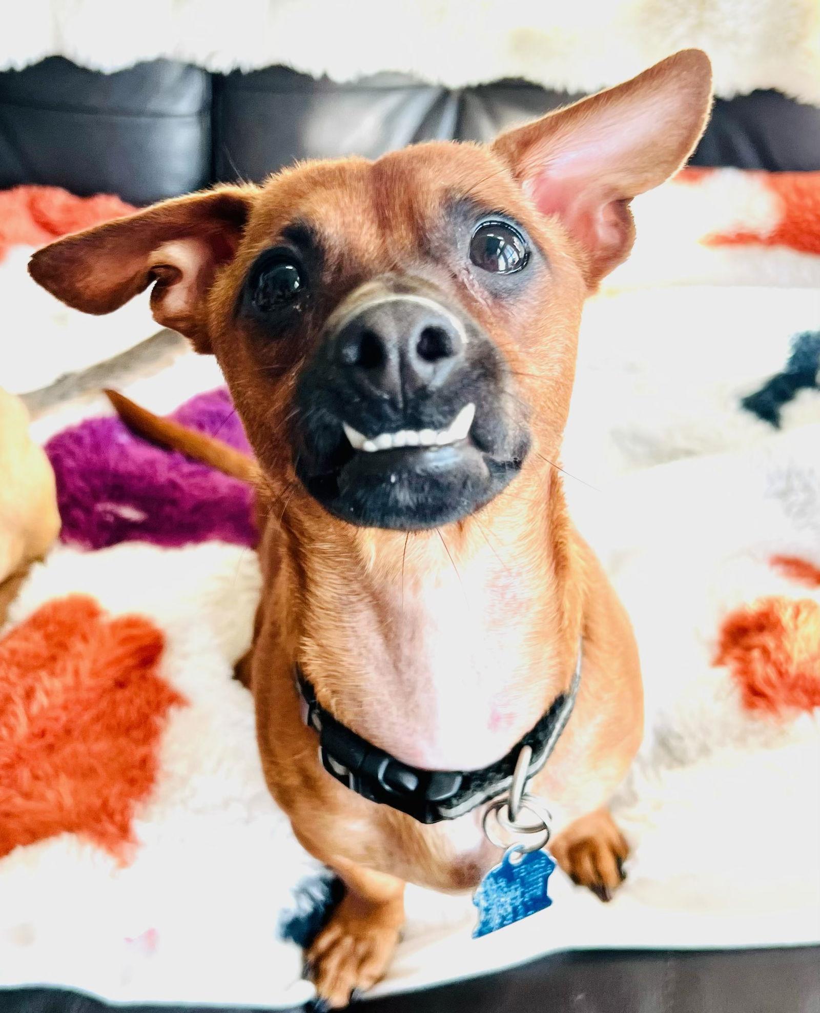 Enlarge Stitch a/k/a Stitchy, a Adoptable Dachshund in Pearland, TX image 3/3