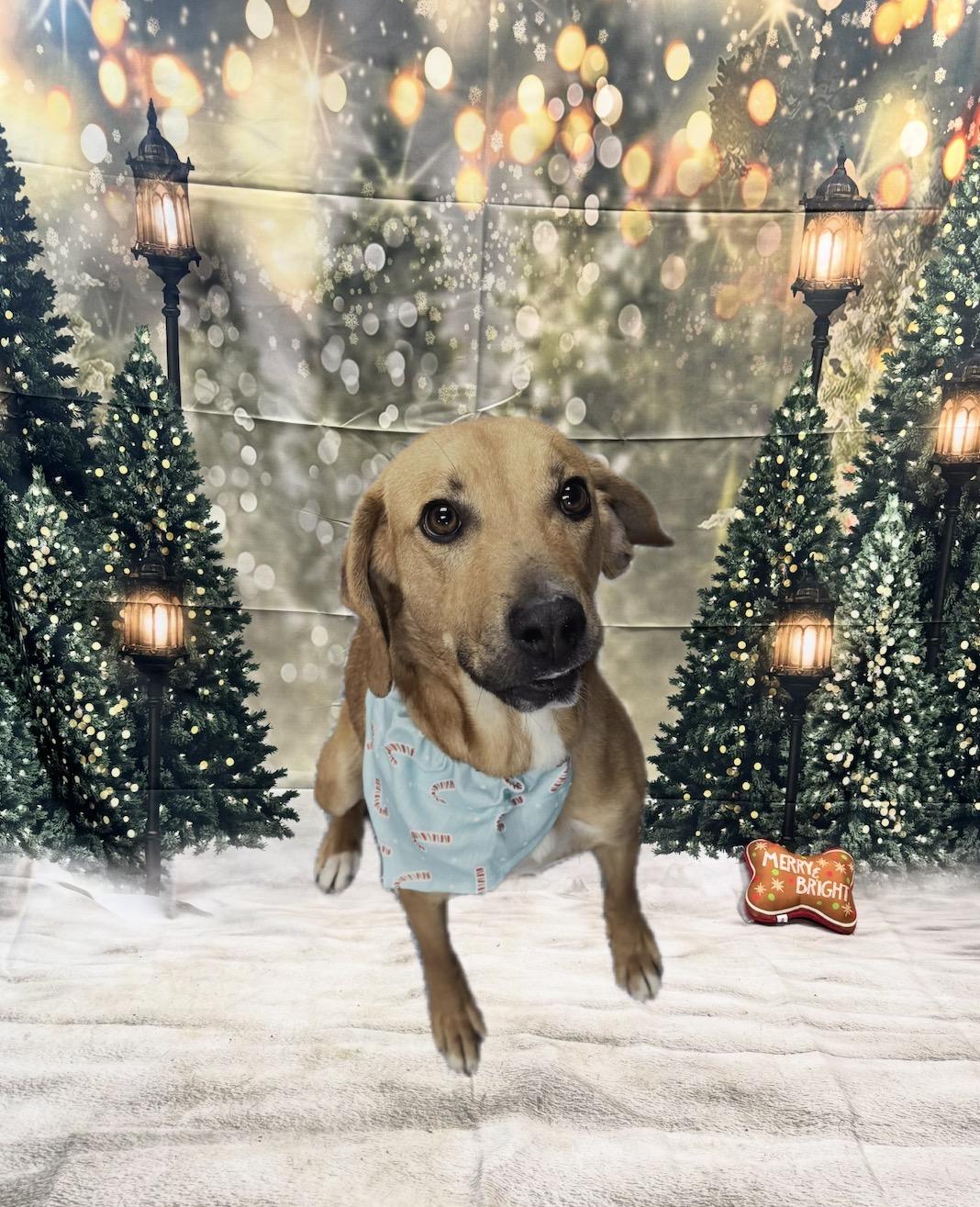 Bingo, ADOPTABLE, Adult Female Hound.