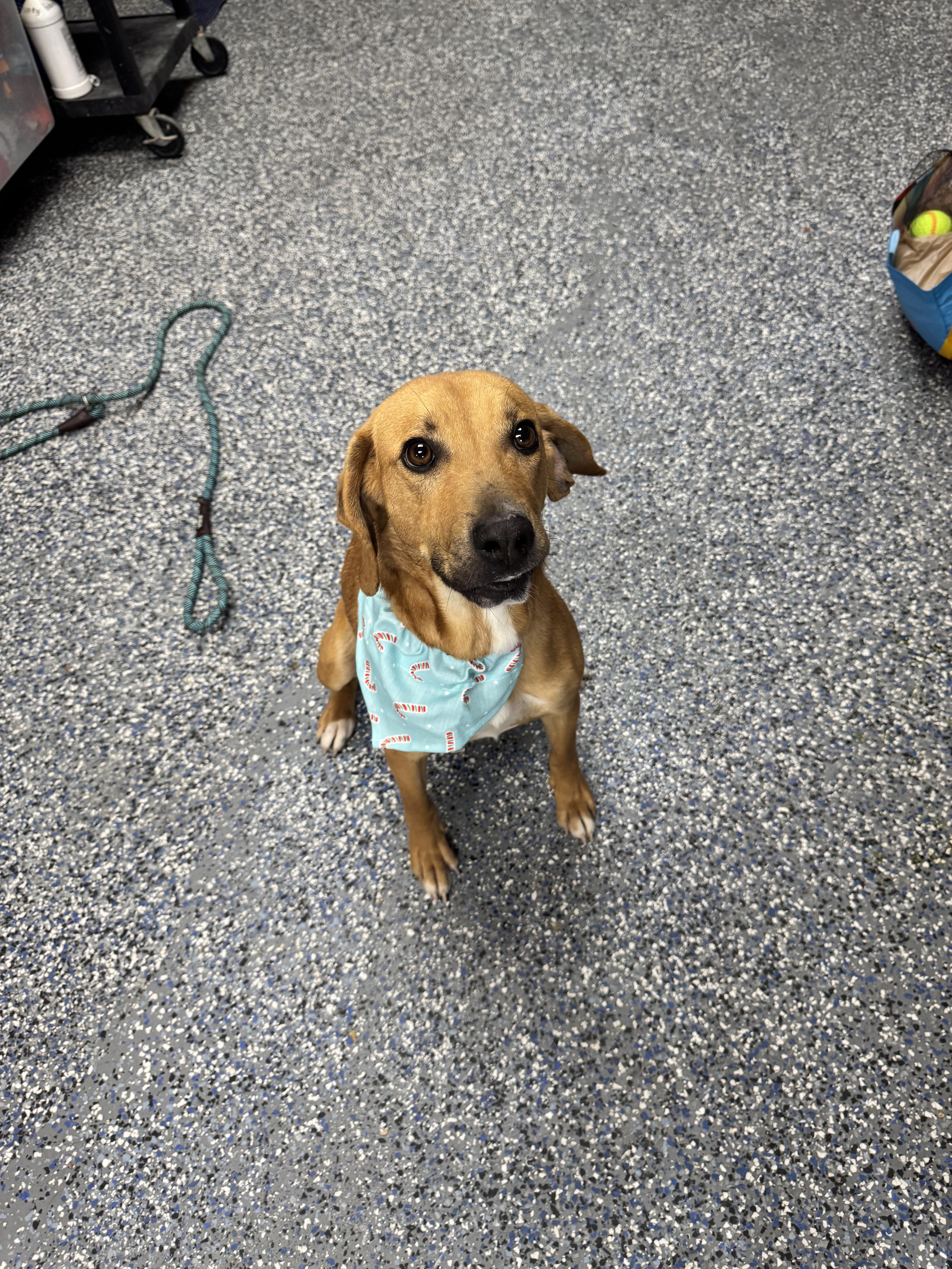 Enlarge Bingo, a ADOPTABLE Hound in Elizabethtown, NC image 4/4