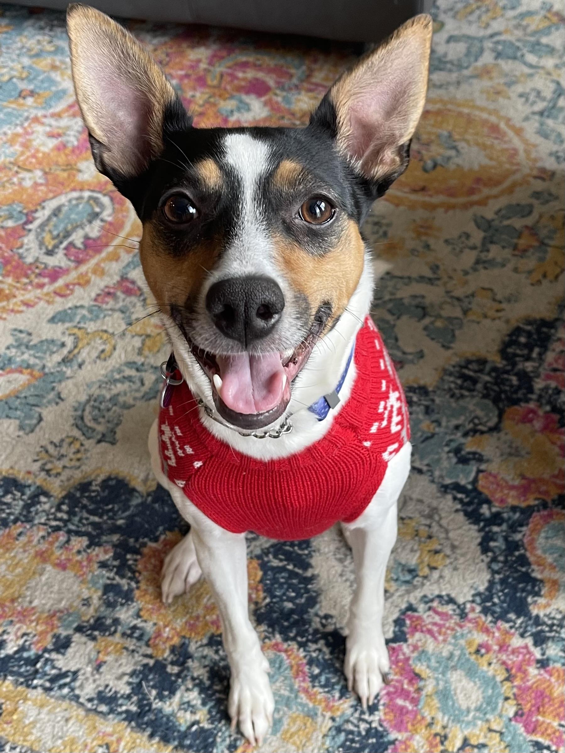 Enlarge Missy, a Adoptable mixed breed in Baltimore, MD image 3/6