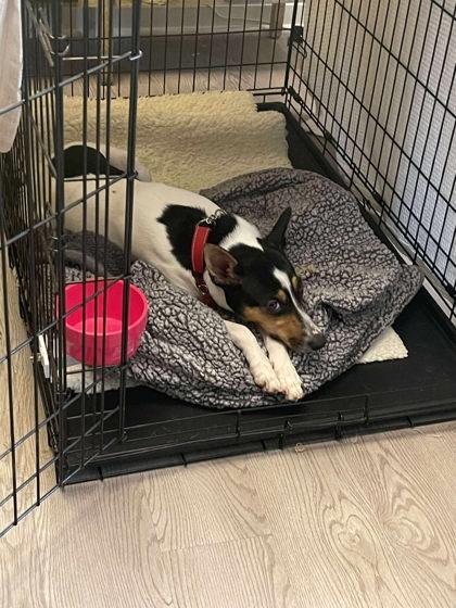 Enlarge Missy, a Adoptable mixed breed in Baltimore, MD image 3/6