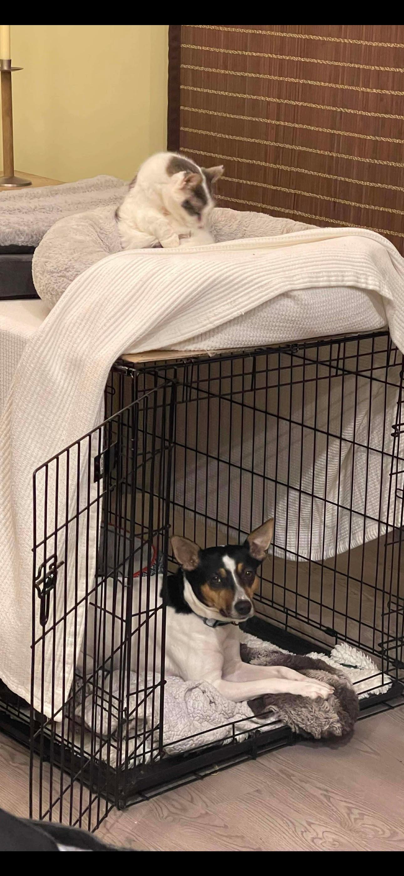 Enlarge Missy, a Adoptable mixed breed in Baltimore, MD image 2/6