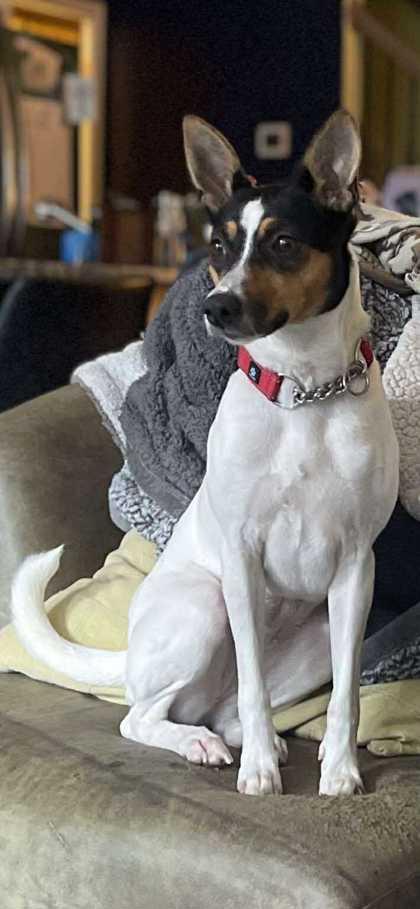 Enlarge Missy, a Adoptable mixed breed in Baltimore, MD image 1/6