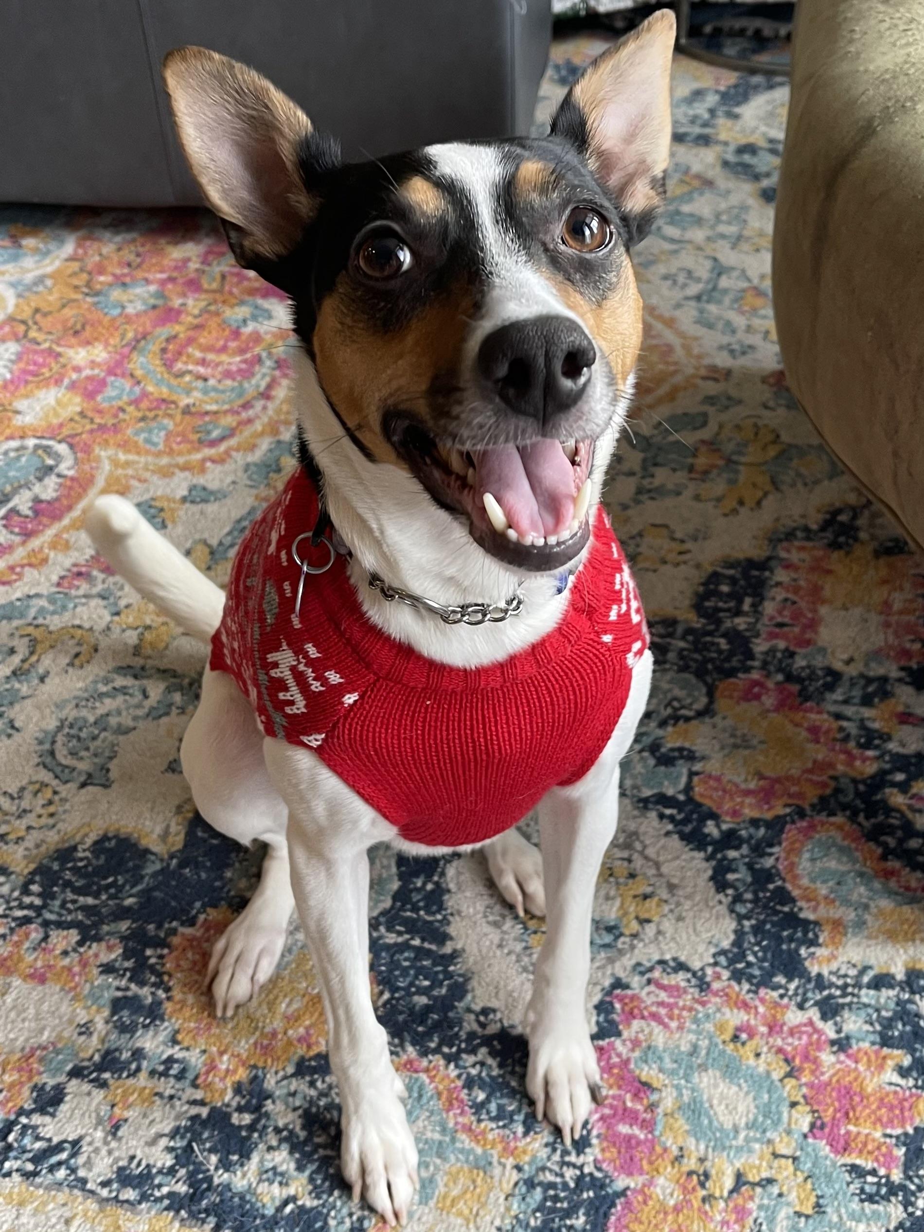 Missy, Adoptable, Adult Female Rat Terrier.