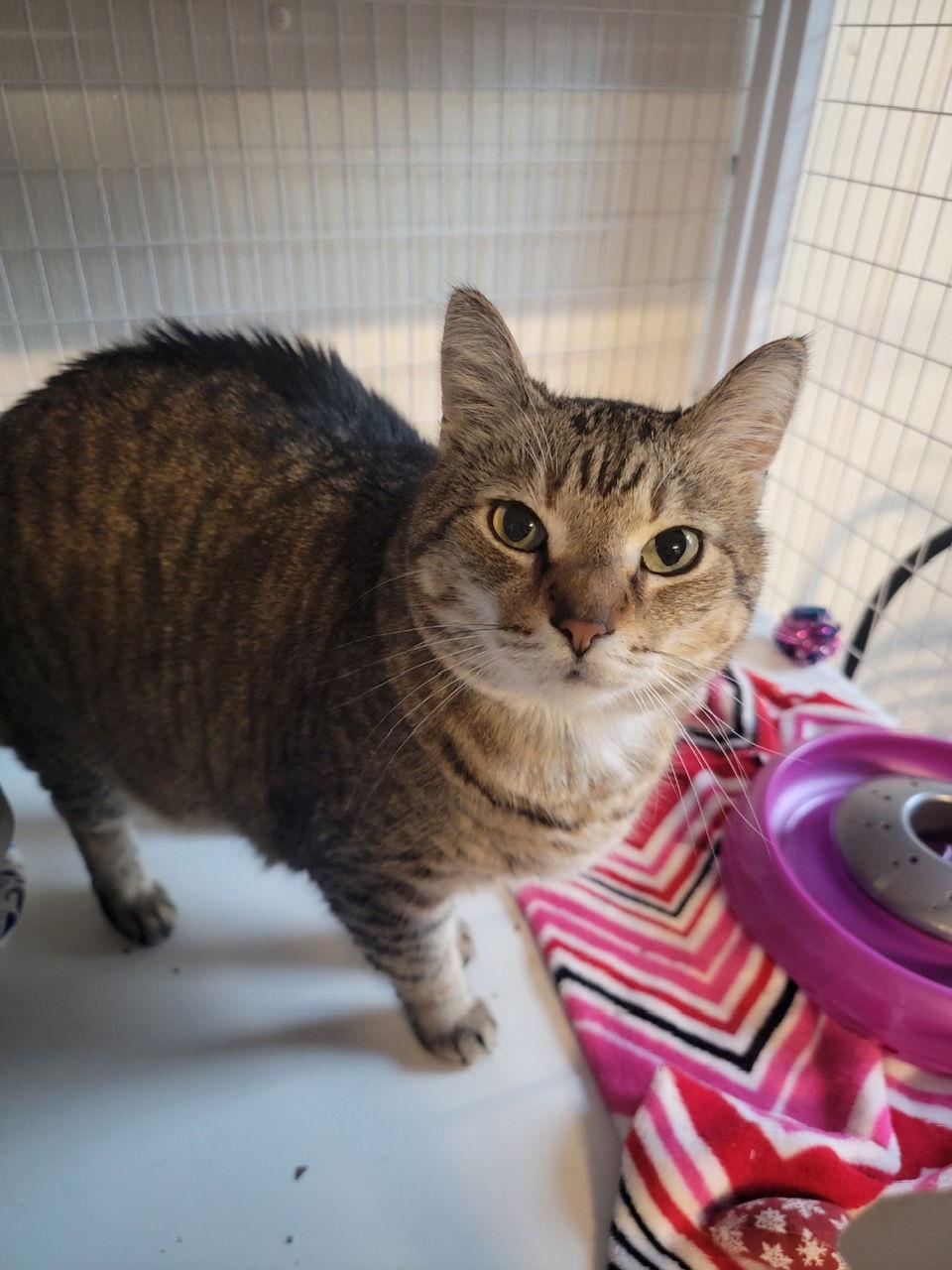 Tiger, Adoptable, Young Male Domestic Short Hair & Tabby.