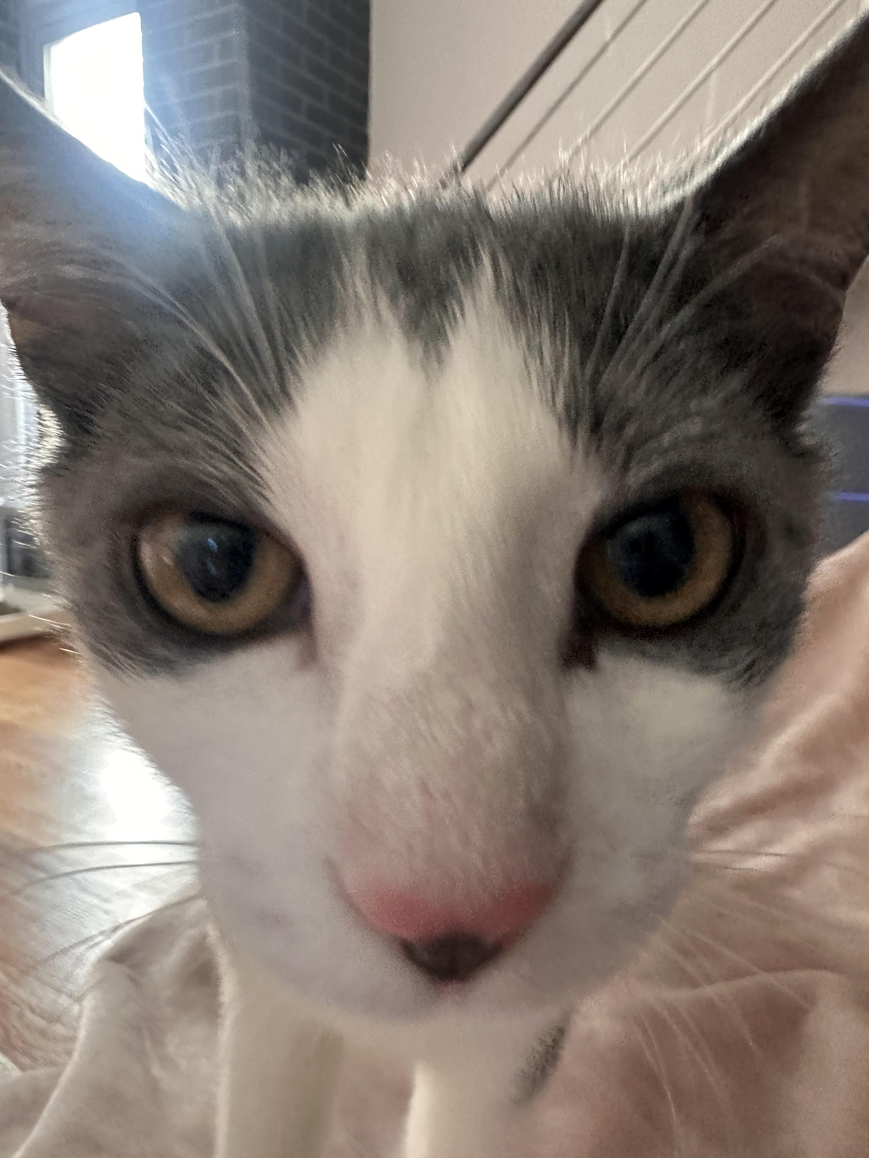 Enlarge Scrape, a ADOPTABLE mixed breed in Brooklyn, NY image 2/6