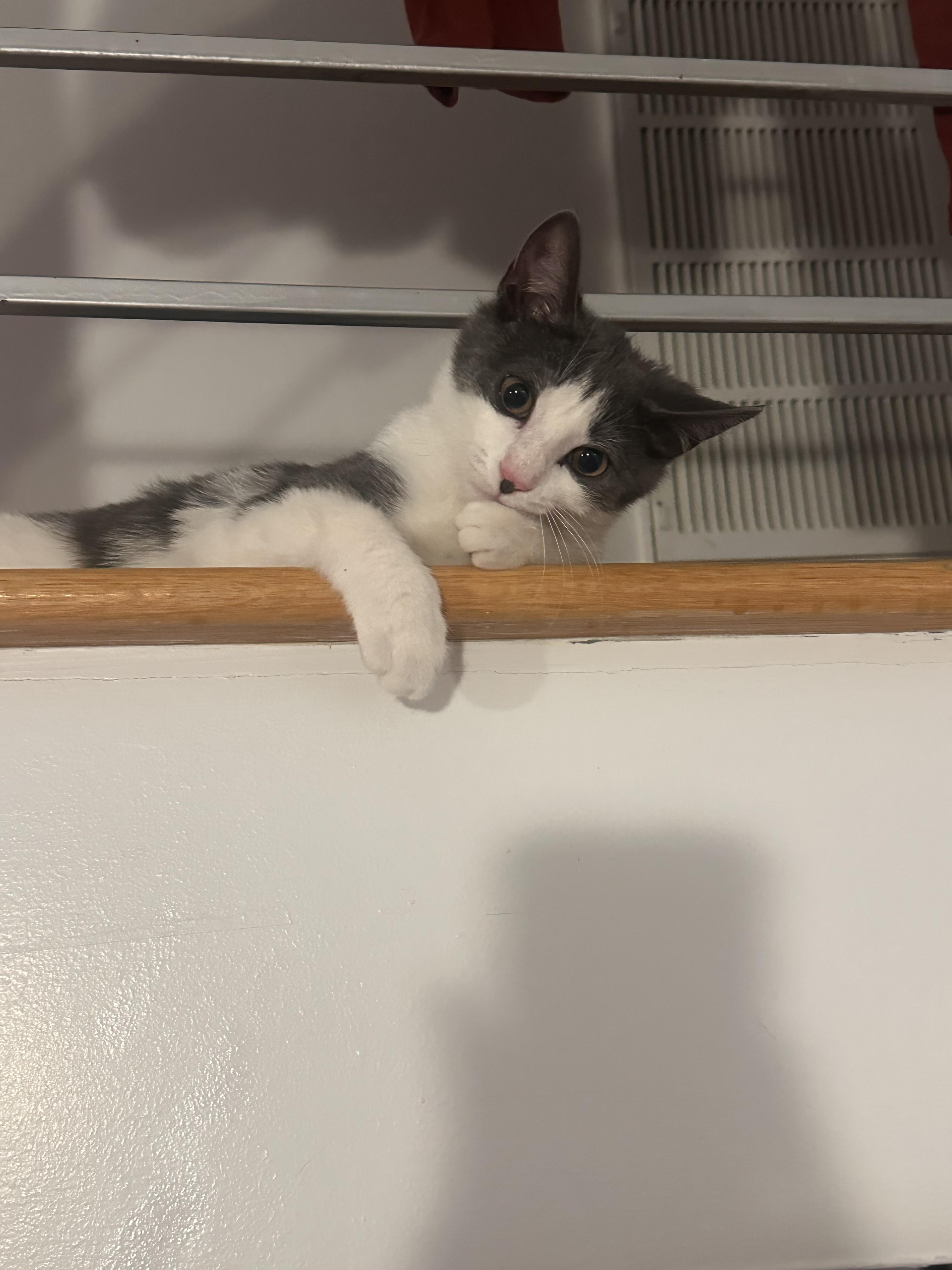 Scrape, ADOPTABLE, Young Female American Shorthair.