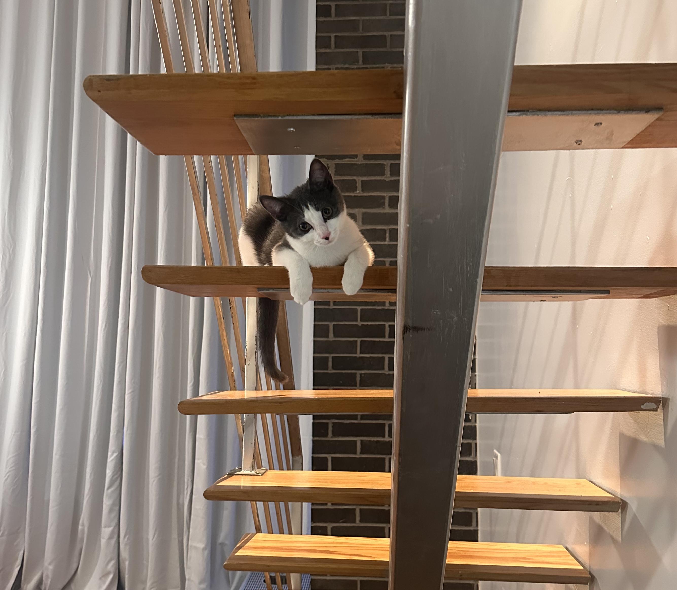 Enlarge Scrape, a ADOPTABLE mixed breed in Brooklyn, NY image 5/6