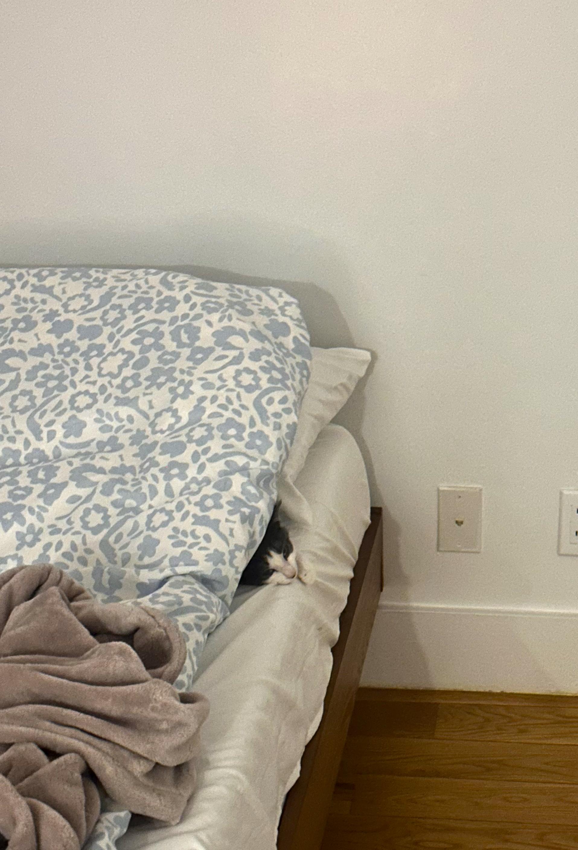 Enlarge Scrape, a ADOPTABLE mixed breed in Brooklyn, NY image 4/6