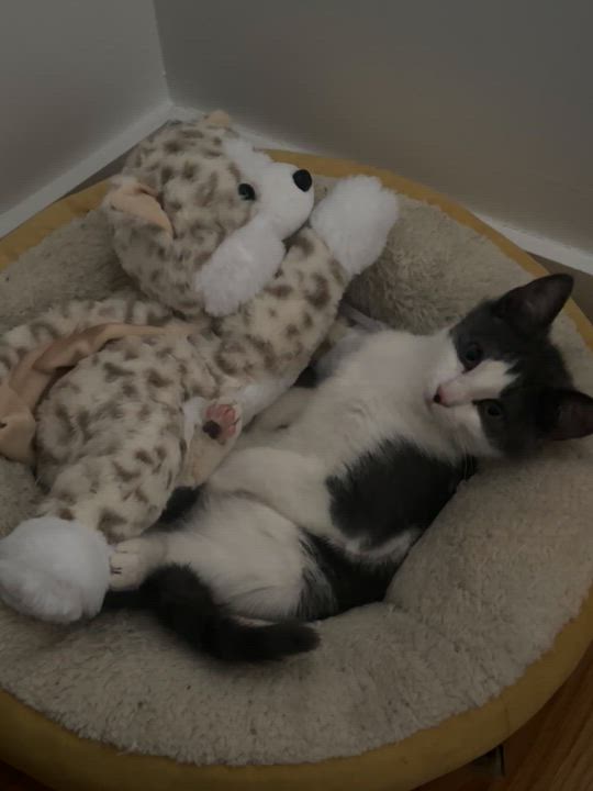 Enlarge Scrape, a ADOPTABLE mixed breed in Brooklyn, NY video 6/6