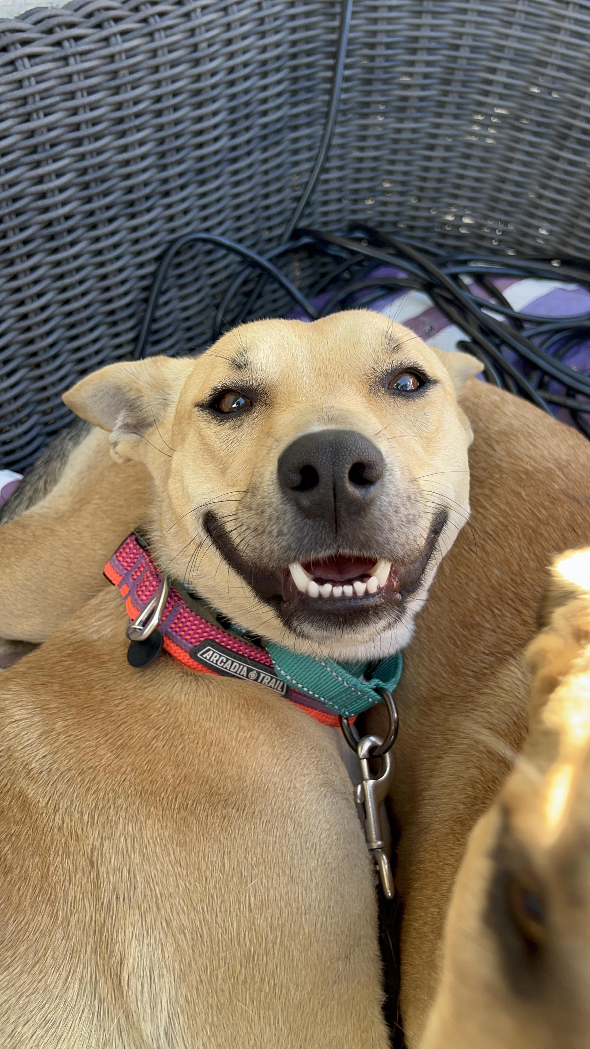 Enlarge Nara, a Adoptable Mixed Breed in MURRIETA, CA image 4/6