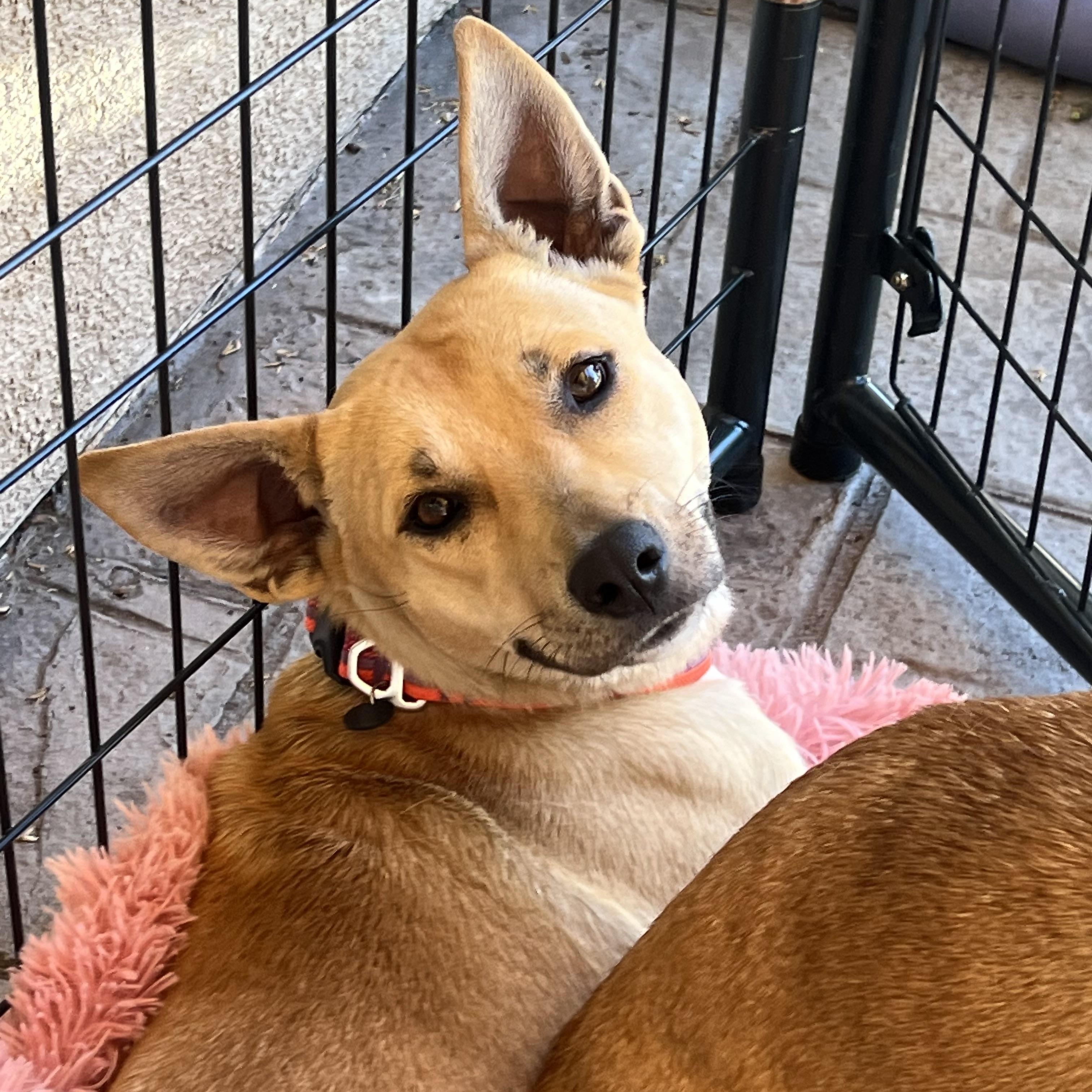Enlarge Nara, a Adoptable Mixed Breed in MURRIETA, CA image 2/6