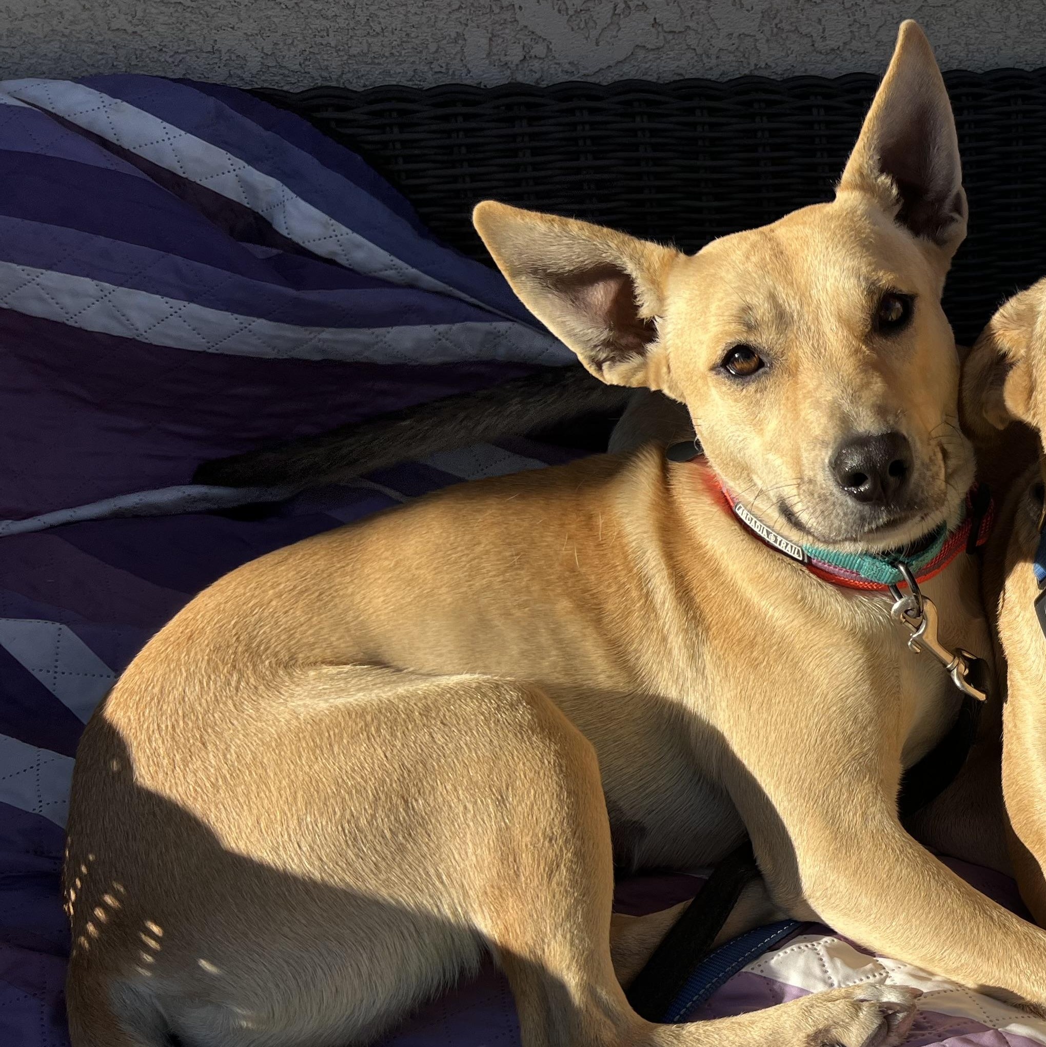 Enlarge Nara, a Adoptable Mixed Breed in MURRIETA, CA image 1/6