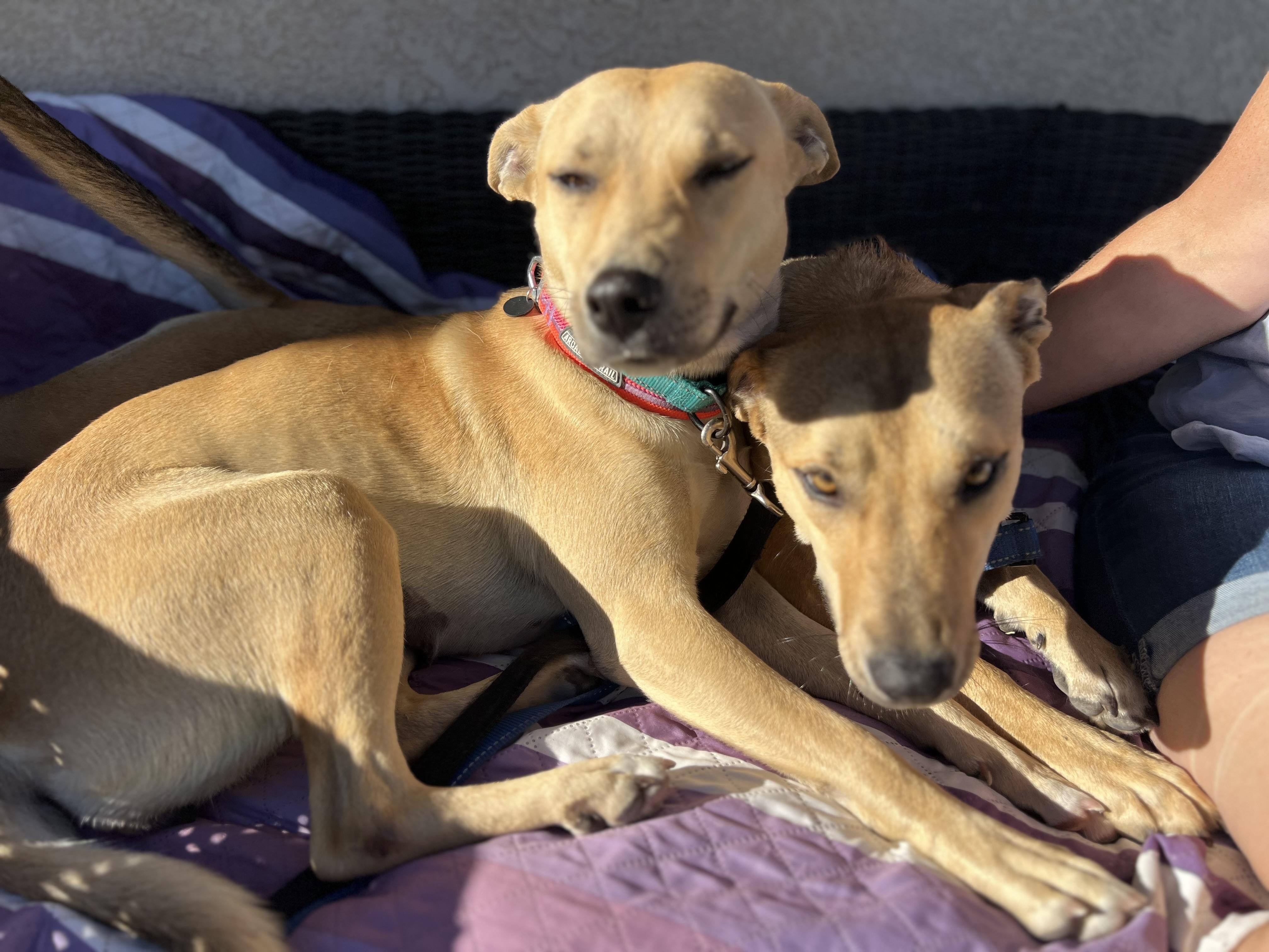 Enlarge Nara, a Adoptable Mixed Breed in MURRIETA, CA image 5/6