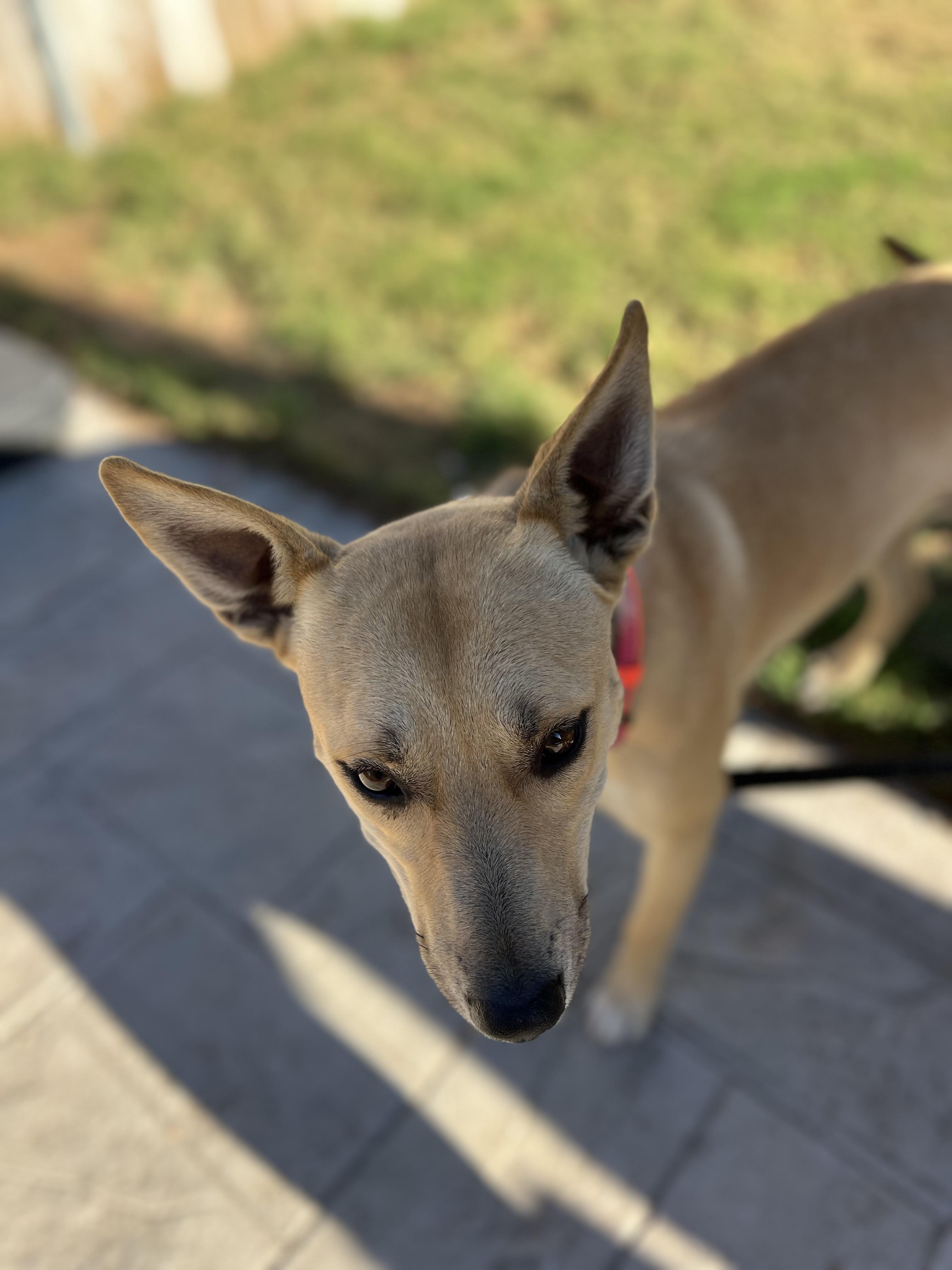 Enlarge Nara, a Adoptable Mixed Breed in MURRIETA, CA image 6/6