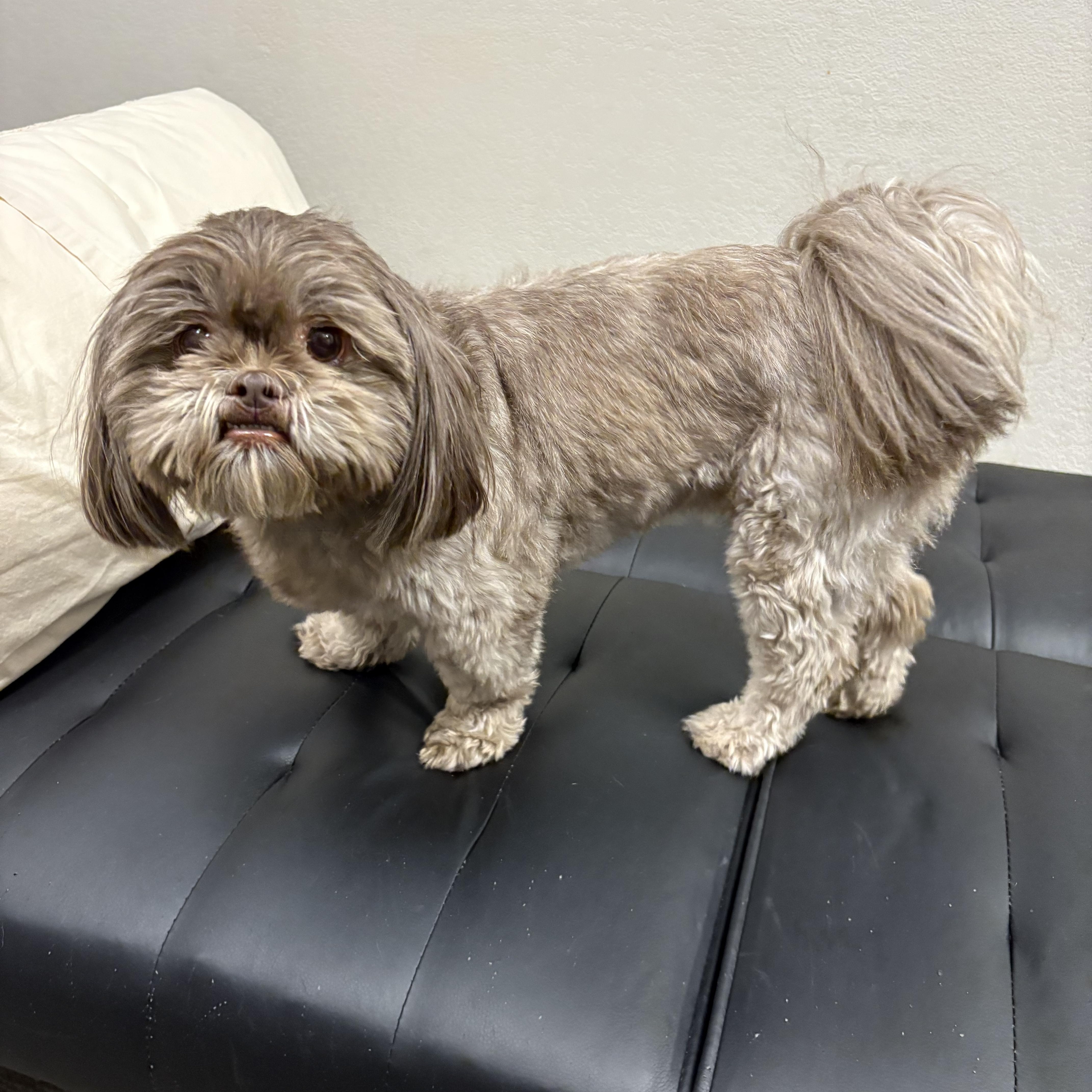 Charlie, Adopted, Adult Male Shih Tzu.