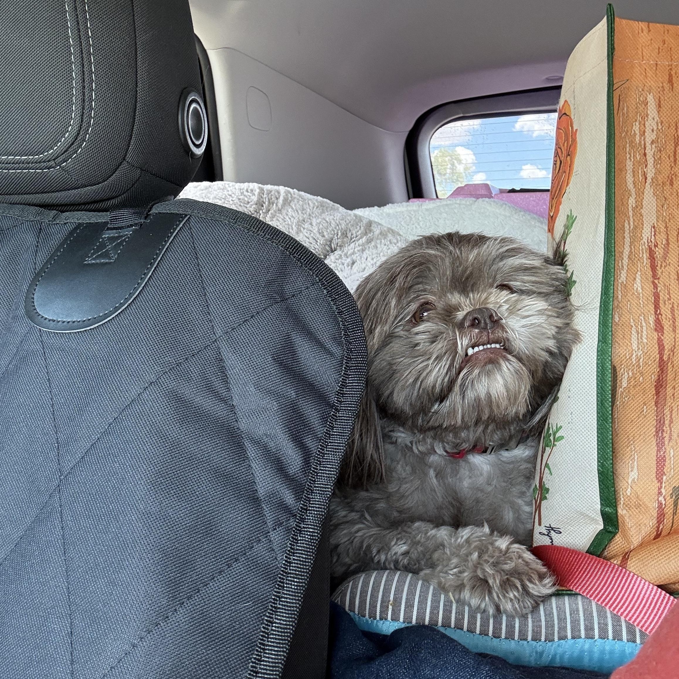Charlie, a Adopted Shih Tzu in Mesa, AZ image 2/3