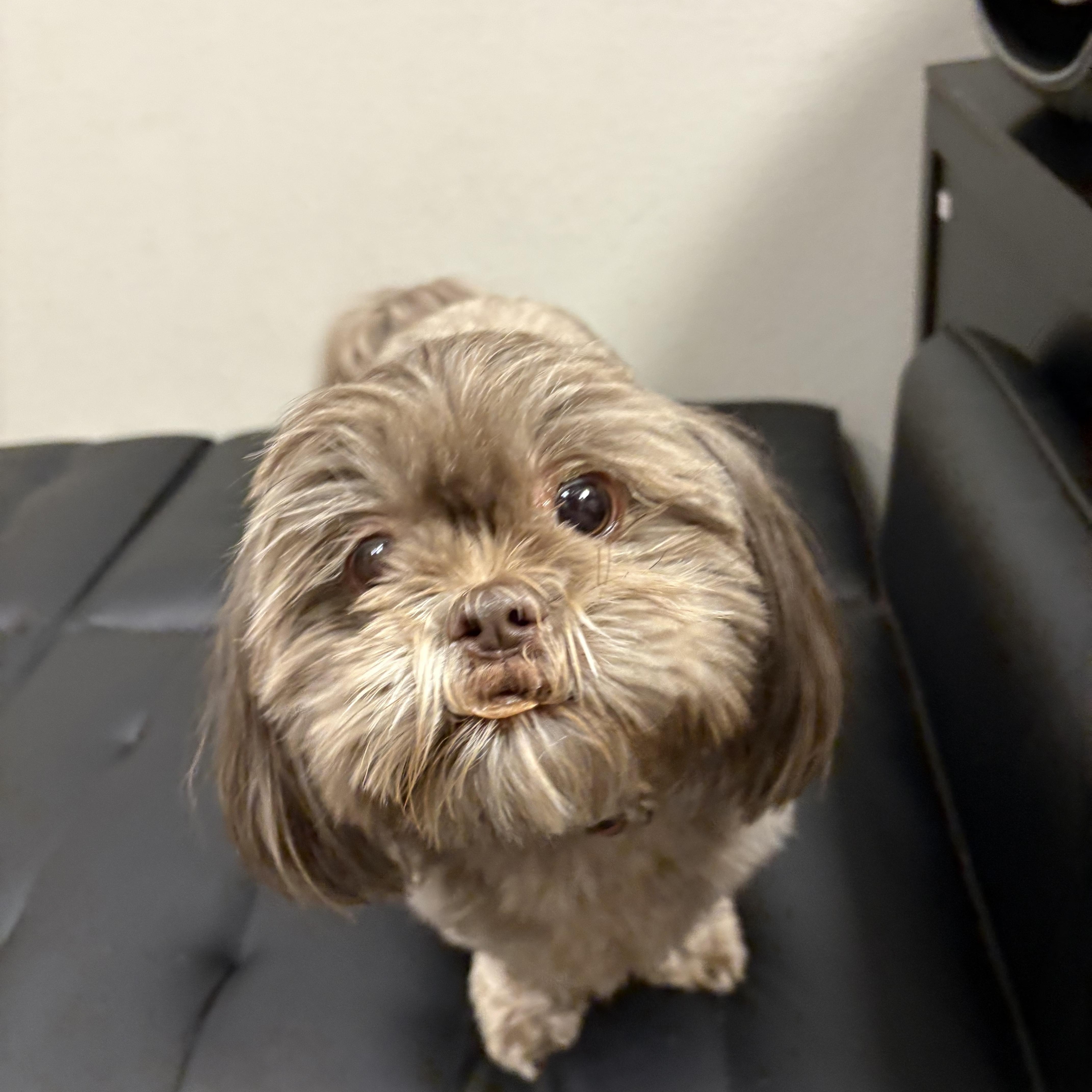 Charlie, a Adopted Shih Tzu in Mesa, AZ image 3/3