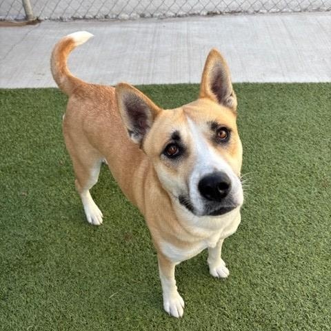 Enlarge Pelican , a ADOPTABLE mixed breed in Fayetteville, AR image 1/5
