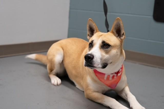 Enlarge Pelican , a ADOPTABLE mixed breed in Fayetteville, AR image 5/5