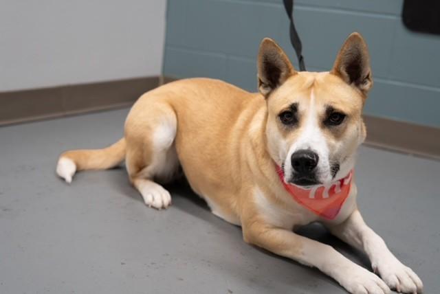 Enlarge Pelican , a ADOPTABLE mixed breed in Fayetteville, AR image 2/5