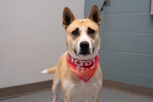 Enlarge Pelican , a ADOPTABLE mixed breed in Fayetteville, AR image 4/5