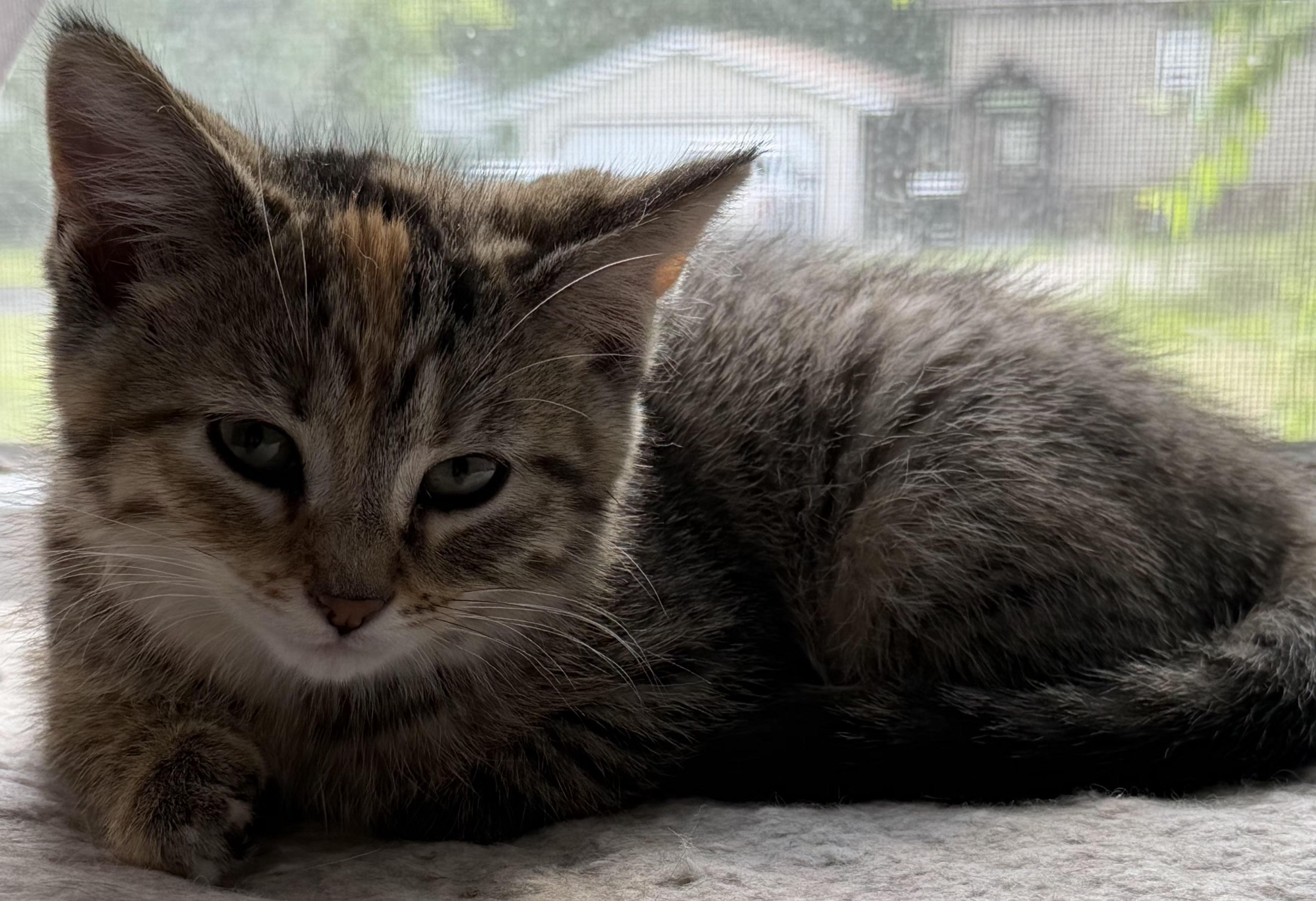 Torchy, a Adoptable Domestic Short Hair in Washburn, WI image 1/3