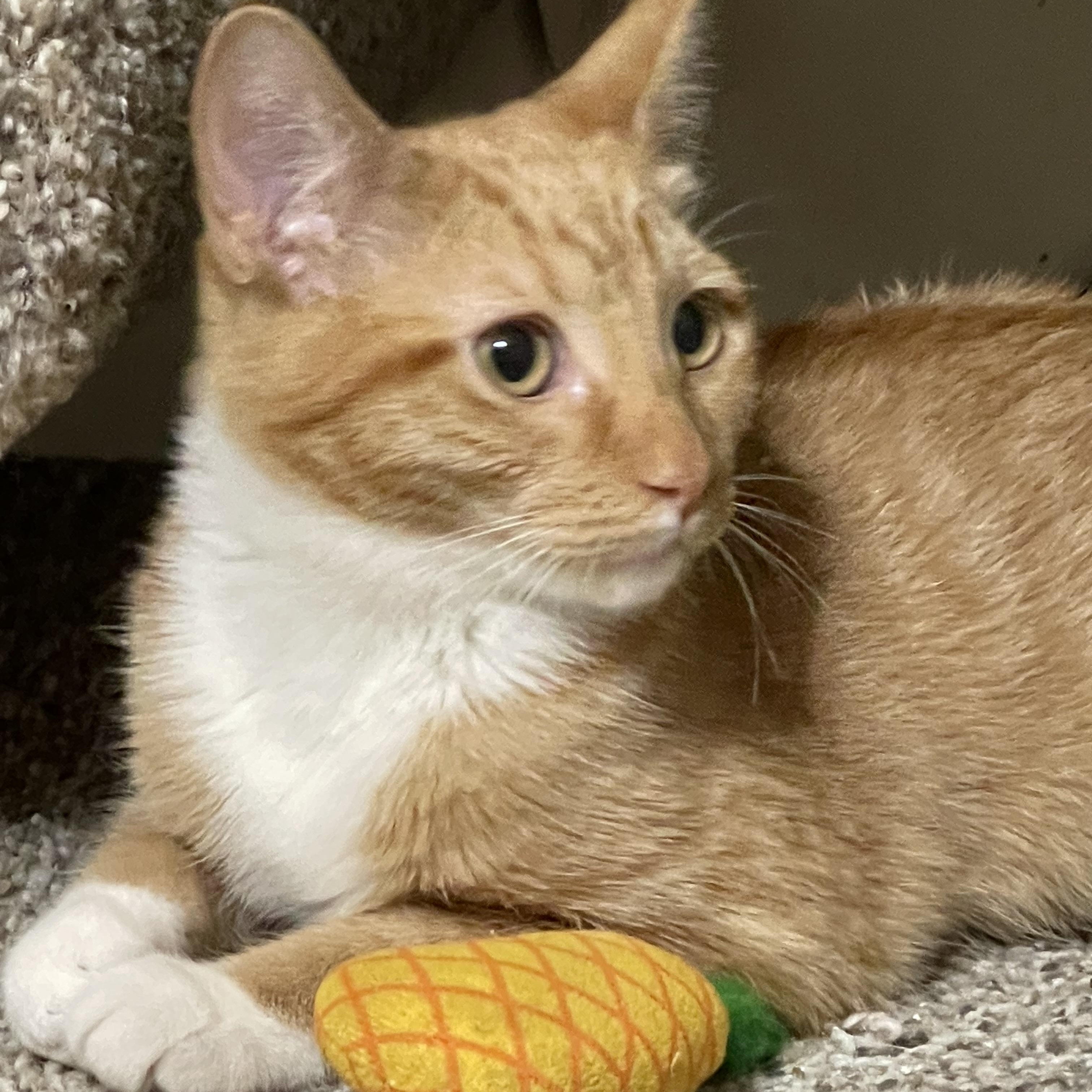 Avangeline, a Adoptable Domestic Short Hair in Rio Linda, CA image 3/3