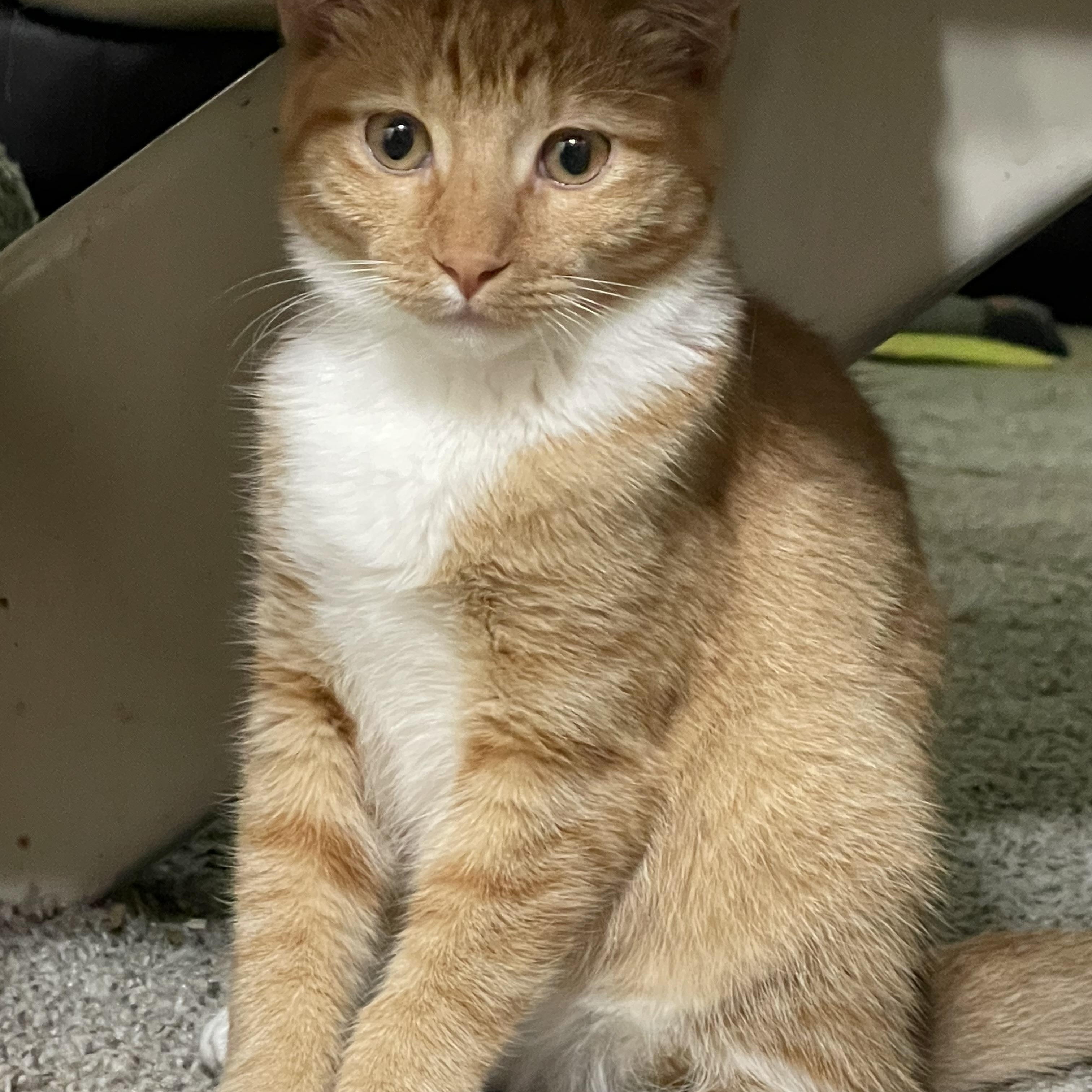 Avangeline, Adoptable, Young Female Domestic Short Hair.