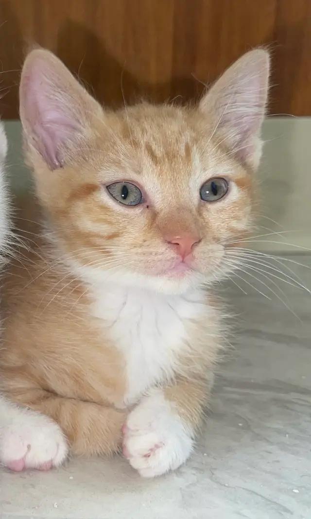 Avangeline, Adoptable, Young Female Domestic Short Hair.