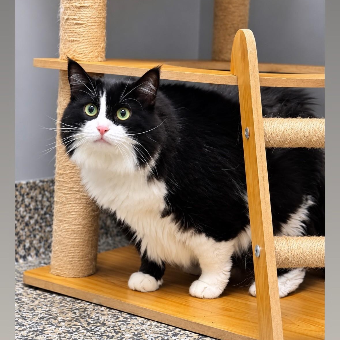 Lily, Adoptable, Adult Female Domestic Long Hair.