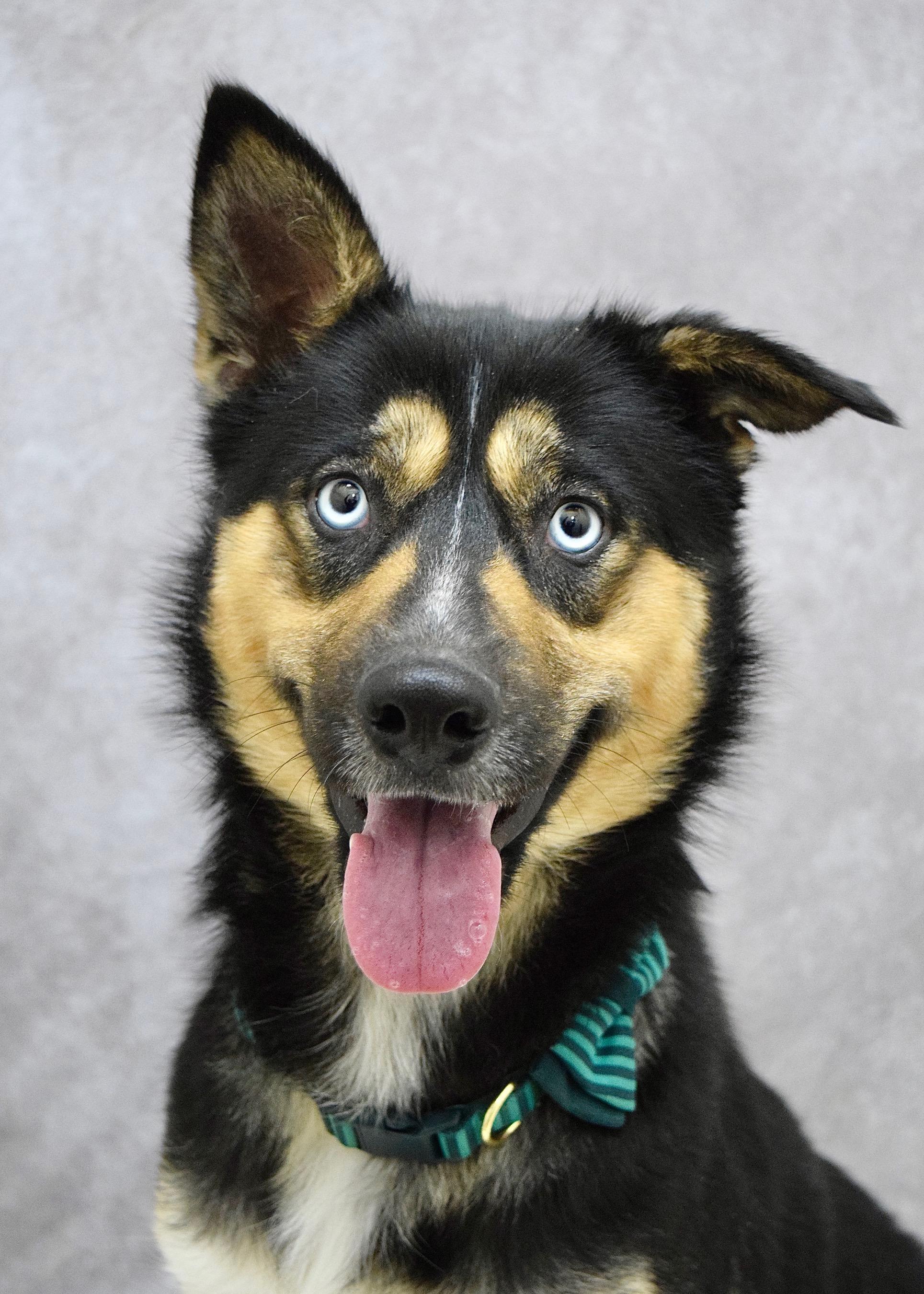 Enlarge June, an adopted mixed breed in Dublin, CA image 1/2