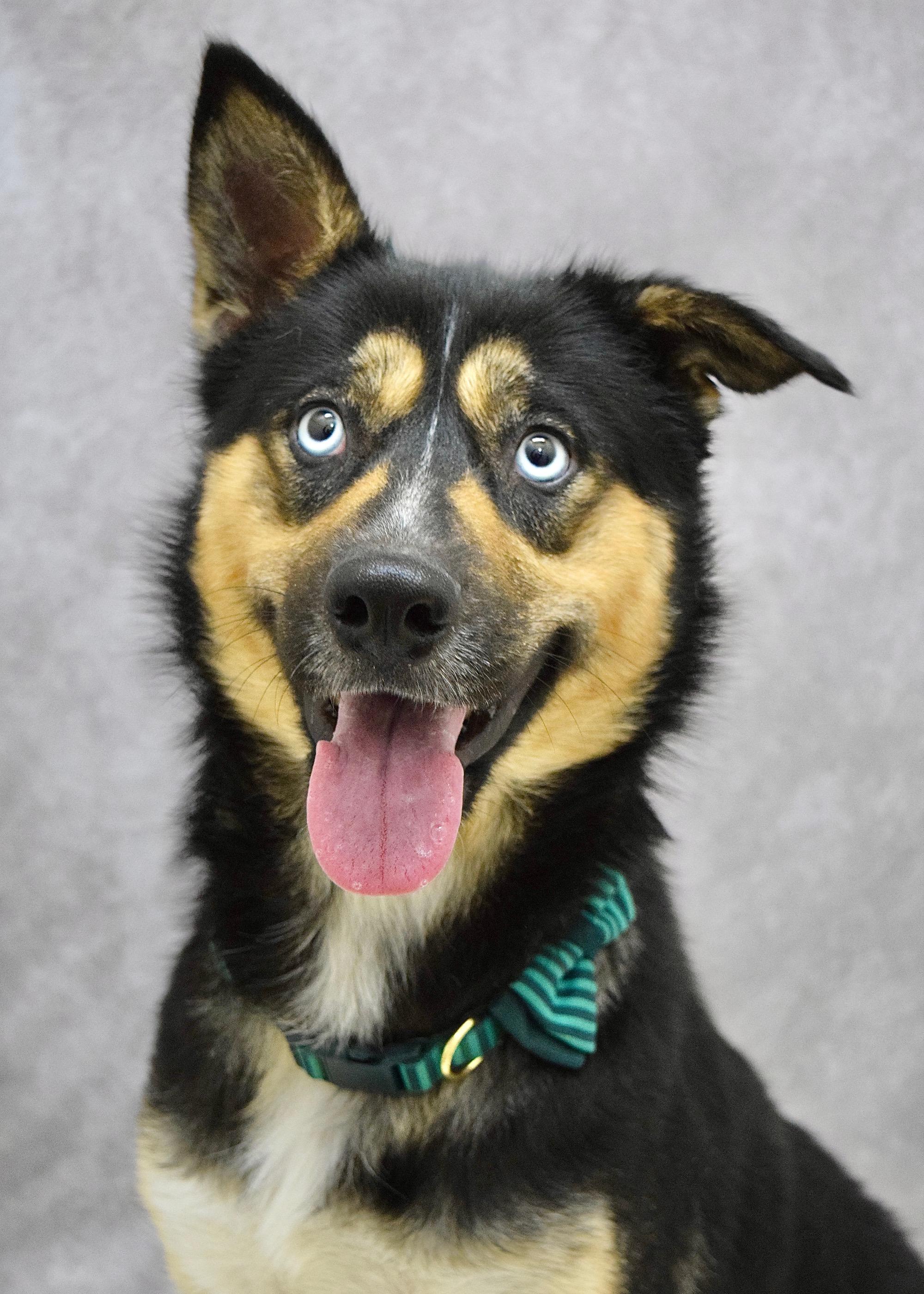 Enlarge June, an adopted mixed breed in Dublin, CA image 2/2