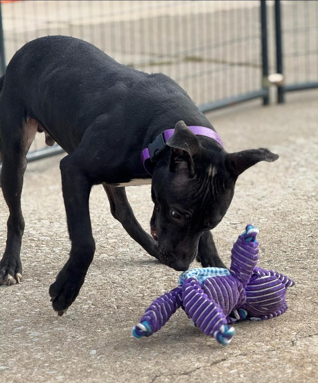 Knox, a ADOPTABLE Mixed Breed in PHILADELPHIA, TN image 2/3