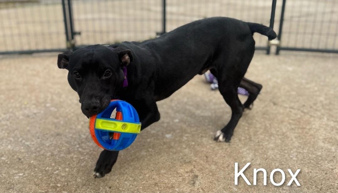 Knox, ADOPTABLE, Young Male Mixed Breed.