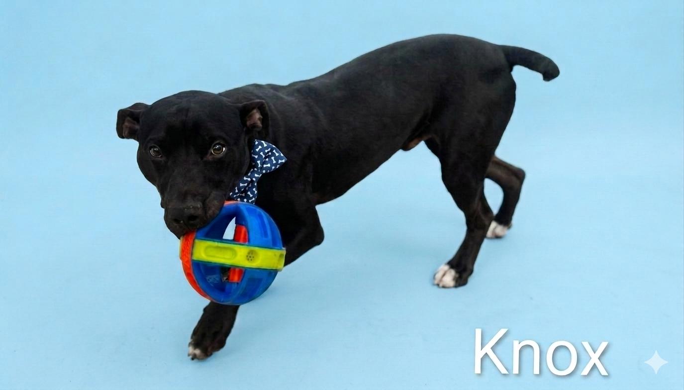 Knox, ADOPTABLE, Young Male Mixed Breed.