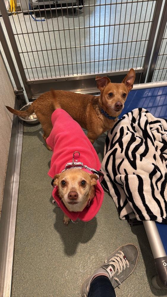 Franchesca, Adoptable, Adult Female Chihuahua.