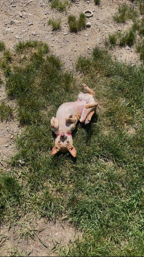 Franchesca, a Adoptable Chihuahua in Trenton, ME image 2/6