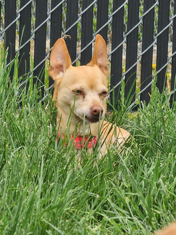 Franchesca, a Adoptable Chihuahua in Trenton, ME image 3/6